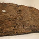 The fossilized squamosal bone of Big John showing the traumatic lesion.